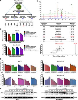 Ursolic Acid Inhibits Breast Cancer Metastasis by Suppressing Glycolytic Metabolism via Activating SP1/Caveolin-1 Signaling